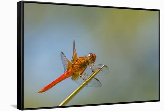 Flame Skimmer Dragonfly Perched and at Rest in La Mesa, California-Michael Qualls-Framed Stretched Canvas
