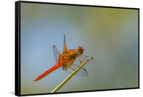 Flame Skimmer Dragonfly Perched and at Rest in La Mesa, California-Michael Qualls-Framed Stretched Canvas