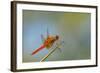 Flame Skimmer Dragonfly Perched and at Rest in La Mesa, California-Michael Qualls-Framed Photographic Print