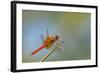 Flame Skimmer Dragonfly Perched and at Rest in La Mesa, California-Michael Qualls-Framed Photographic Print