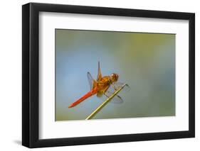 Flame Skimmer Dragonfly Perched and at Rest in La Mesa, California-Michael Qualls-Framed Photographic Print