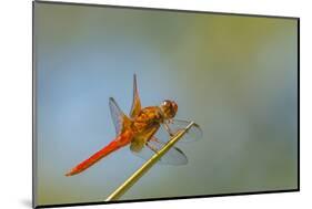 Flame Skimmer Dragonfly Perched and at Rest in La Mesa, California-Michael Qualls-Mounted Photographic Print