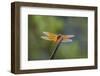 Flame skimmer (Libellula saturata) dragonfly on perch.-Larry Ditto-Framed Photographic Print