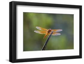 Flame skimmer (Libellula saturata) dragonfly on perch.-Larry Ditto-Framed Photographic Print