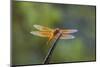 Flame skimmer (Libellula saturata) dragonfly on perch.-Larry Ditto-Mounted Photographic Print