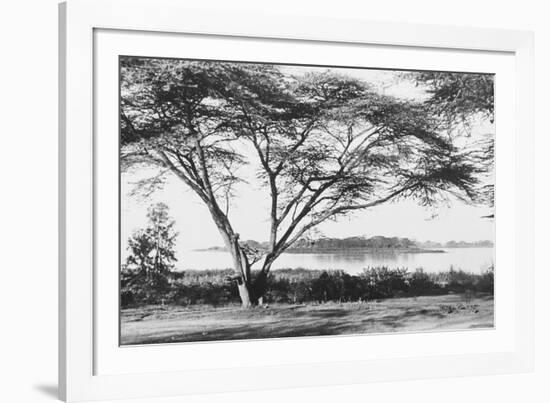 Flame Tree at Lake Naivasha-null-Framed Photographic Print