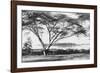 Flame Tree at Lake Naivasha-null-Framed Photographic Print