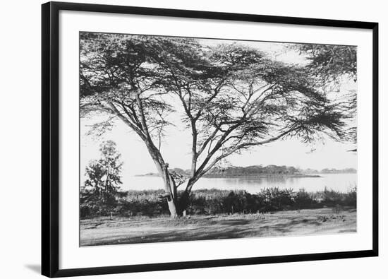 Flame Tree at Lake Naivasha-null-Framed Photographic Print