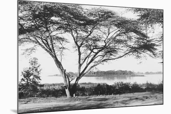 Flame Tree at Lake Naivasha-null-Mounted Photographic Print