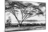 Flame Tree at Lake Naivasha-null-Mounted Photographic Print