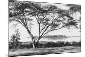 Flame Tree at Lake Naivasha-null-Mounted Photographic Print