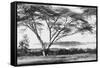 Flame Tree at Lake Naivasha-null-Framed Stretched Canvas