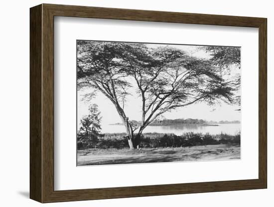 Flame Tree at Lake Naivasha-null-Framed Photographic Print