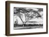 Flame Tree at Lake Naivasha-null-Framed Photographic Print