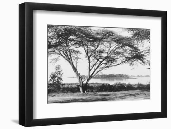 Flame Tree at Lake Naivasha-null-Framed Photographic Print