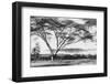 Flame Tree at Lake Naivasha-null-Framed Photographic Print