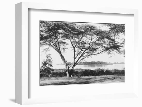 Flame Tree at Lake Naivasha-null-Framed Photographic Print