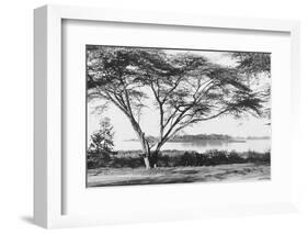 Flame Tree at Lake Naivasha-null-Framed Photographic Print