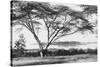 Flame Tree at Lake Naivasha-null-Stretched Canvas