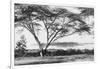 Flame Tree at Lake Naivasha-null-Framed Photographic Print