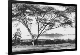 Flame Tree at Lake Naivasha-null-Framed Photographic Print