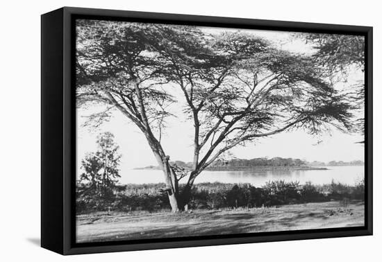 Flame Tree at Lake Naivasha-null-Framed Stretched Canvas