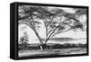 Flame Tree at Lake Naivasha-null-Framed Stretched Canvas