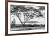 Flame Tree at Lake Naivasha-null-Framed Photographic Print