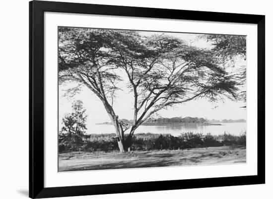 Flame Tree at Lake Naivasha-null-Framed Photographic Print