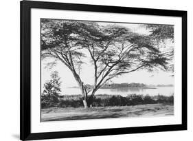Flame Tree at Lake Naivasha-null-Framed Photographic Print