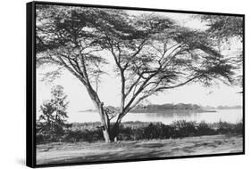 Flame Tree at Lake Naivasha-null-Framed Stretched Canvas