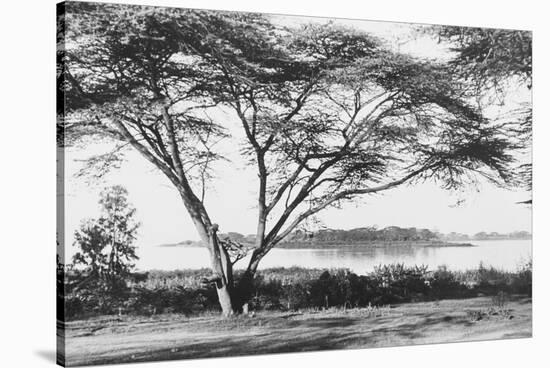 Flame Tree at Lake Naivasha-null-Stretched Canvas
