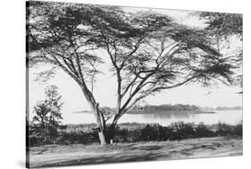 Flame Tree at Lake Naivasha-null-Stretched Canvas