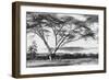 Flame Tree at Lake Naivasha-null-Framed Photographic Print