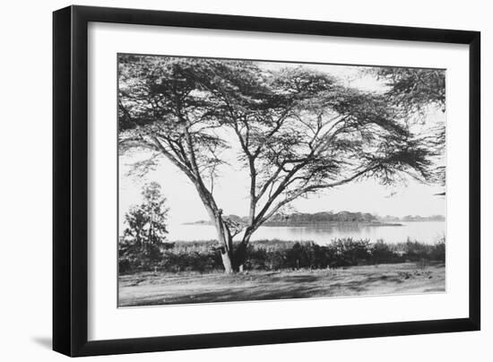 Flame Tree at Lake Naivasha-null-Framed Photographic Print