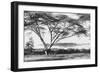 Flame Tree at Lake Naivasha-null-Framed Photographic Print