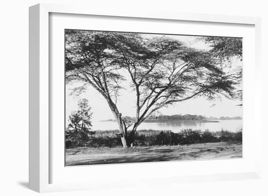 Flame Tree at Lake Naivasha-null-Framed Photographic Print