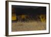 Flame Trees, Namibia-Valda Bailey-Framed Photographic Print