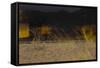 Flame Trees, Namibia-Valda Bailey-Framed Stretched Canvas