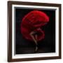 Flamenco Dancer-conrado-Framed Photographic Print