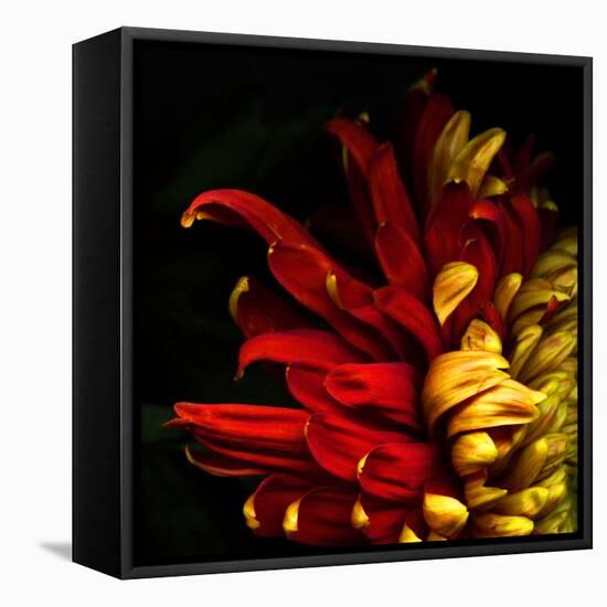 Flamenco Duotoned Chrysanthemum-Magda Indigo-Framed Stretched Canvas