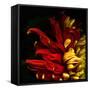 Flamenco Duotoned Chrysanthemum-Magda Indigo-Framed Stretched Canvas