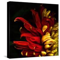 Flamenco Duotoned Chrysanthemum-Magda Indigo-Stretched Canvas