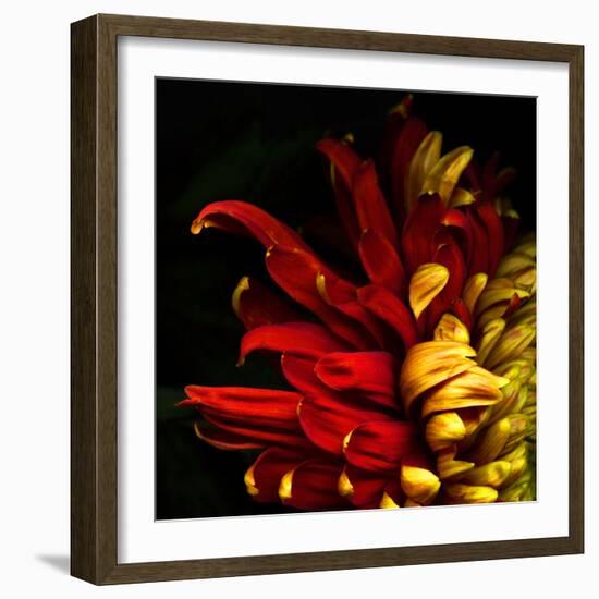 Flamenco Duotoned Chrysanthemum-Magda Indigo-Framed Photographic Print