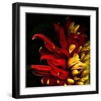 Flamenco Duotoned Chrysanthemum-Magda Indigo-Framed Photographic Print