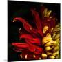 Flamenco Duotoned Chrysanthemum-Magda Indigo-Mounted Photographic Print