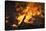 Flames From a Bonfire-Mark Williamson-Stretched Canvas