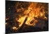 Flames From a Bonfire-Mark Williamson-Mounted Premium Photographic Print