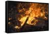 Flames From a Bonfire-Mark Williamson-Framed Stretched Canvas
