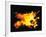 Flames of Fire, Studio Shot-null-Framed Photographic Print